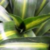 Hawaiian Sunshine Dracaena Photo 1