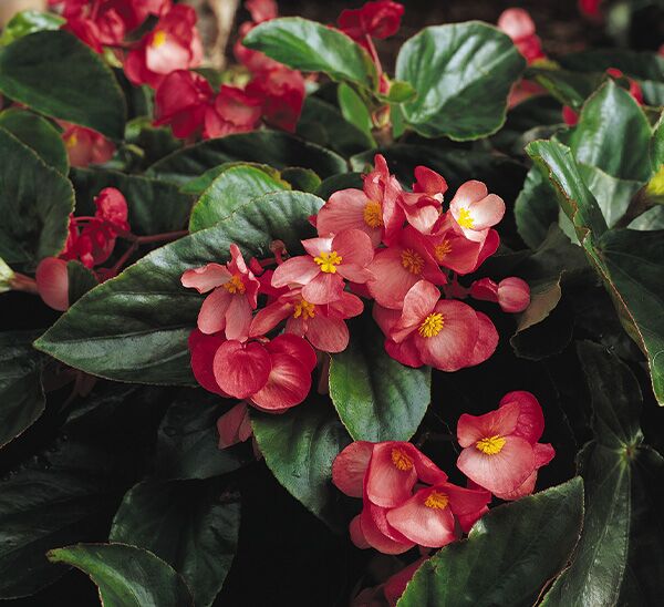 Dragon Wing Begonia