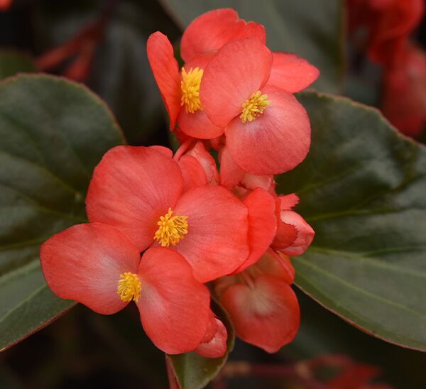 Dragon Wing Begonia