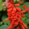 Salvia Photo 1
