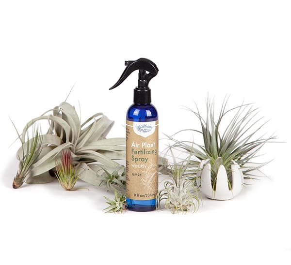 Southside Plants Air Plant Fertilizing Spray Weekly