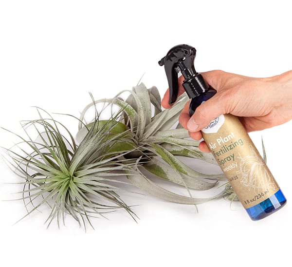 Southside Plants Air Plant Fertilizing Spray Weekly