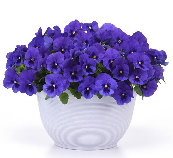 Spreading Pansy Top Wave™