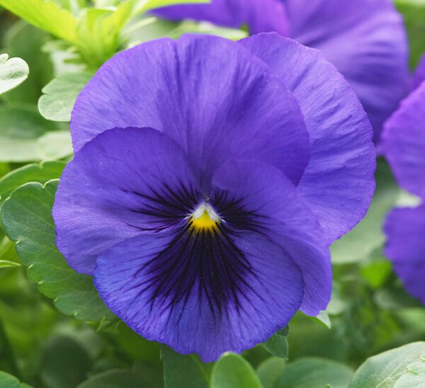 Spreading Pansy Top Wave™