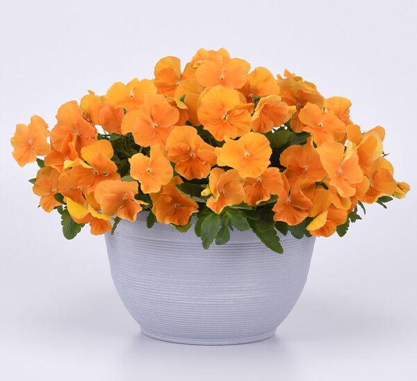 Spreading Pansy Top Wave™