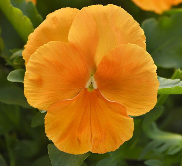 Spreading Pansy Top Wave™