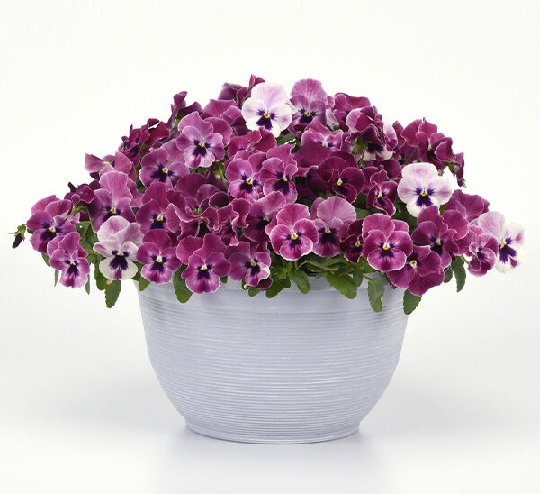 Spreading Pansy Top Wave™