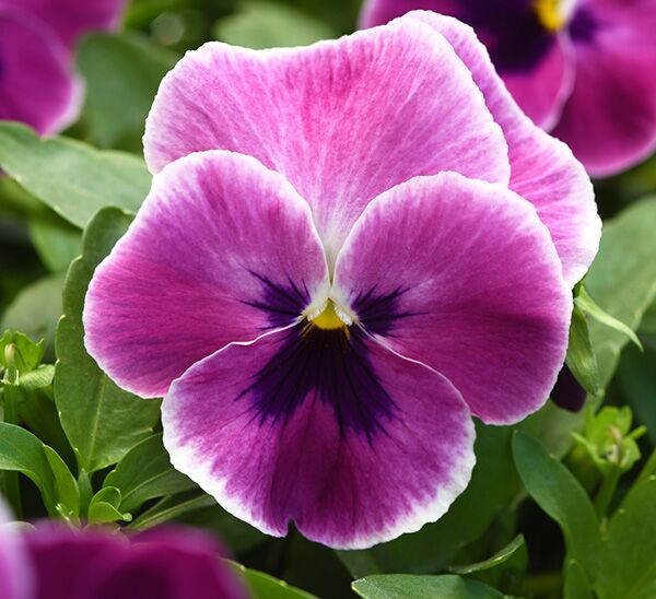 Spreading Pansy Top Wave™