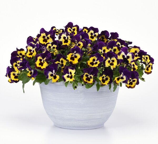 Spreading Pansy Top Wave™