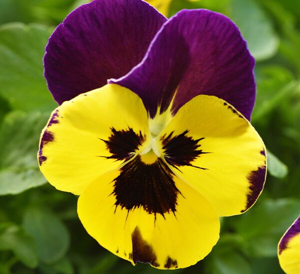 Spreading Pansy Top Wave™