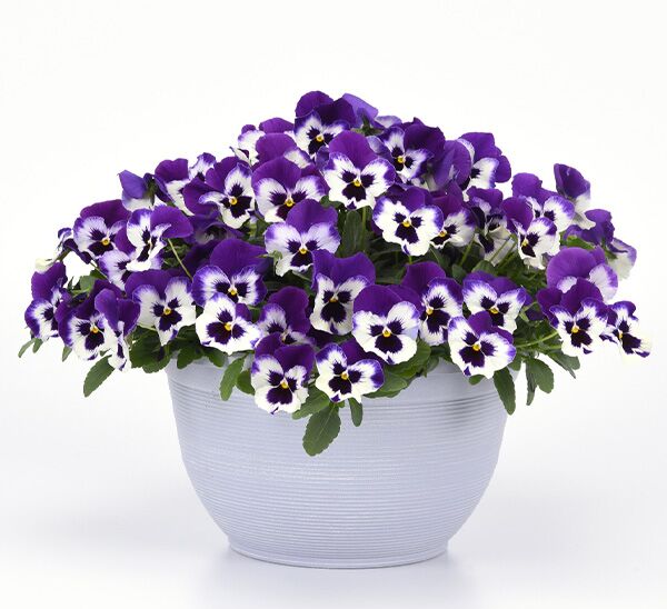 Spreading Pansy Top Wave™