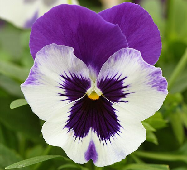 Spreading Pansy Top Wave™