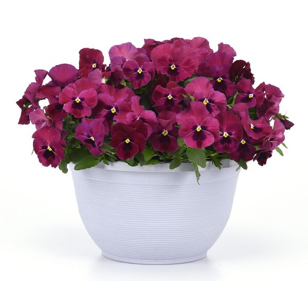 Spreading Pansy Top Wave™