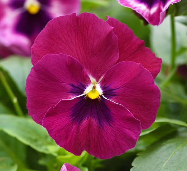 Spreading Pansy Top Wave™