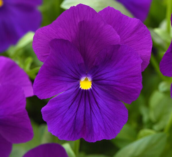 Spreading Pansy Top Wave™