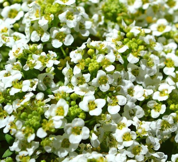 Alyssum