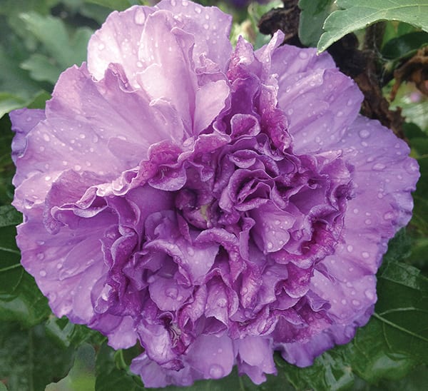 Blueberry Smoothie™ Althea Photo 1