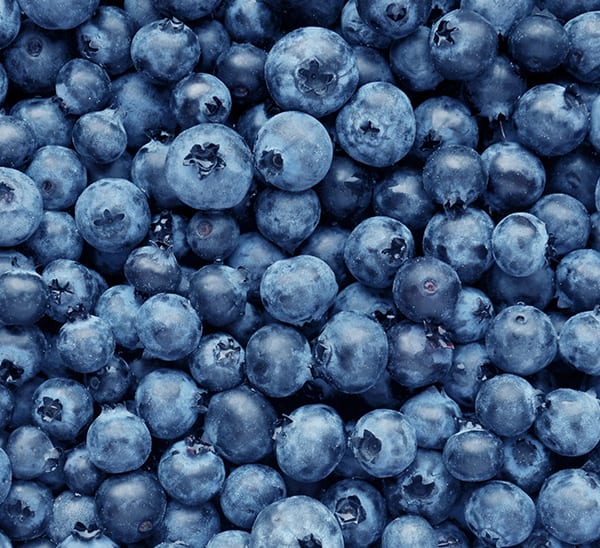 Bountiful Blue® Blueberries Photo 1