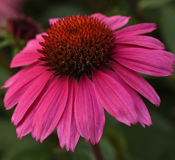 coneflower purple