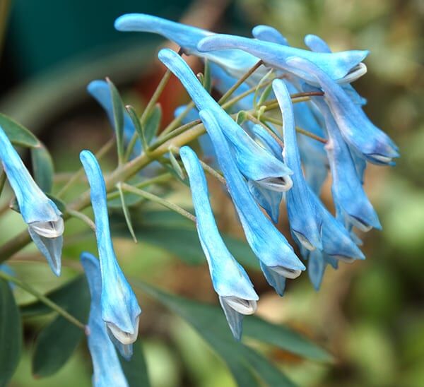 Corydalis Porcelian Blue Photo 1