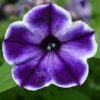 Crazytunia® Petunia Sample Trio Photo 1