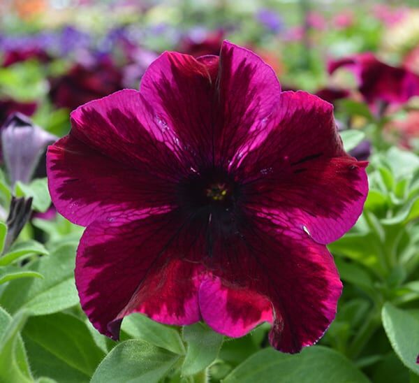 Crazytunia® Petunia Sample Trio