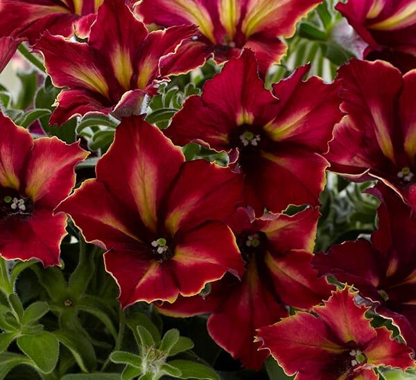 Crazytunia® Petunia Sample Trio