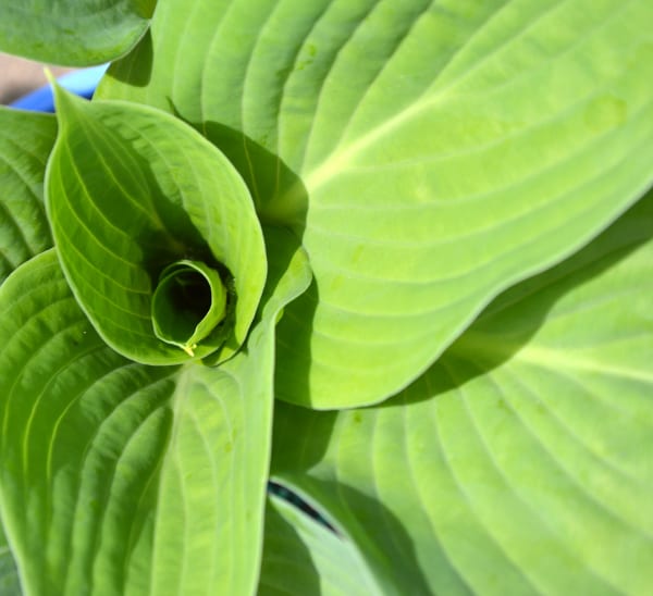 Hosta