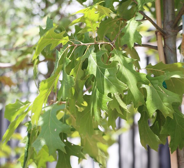 Shade Tree Pick & Plant Package