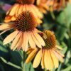 Coneflower Photo 1