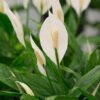 Peace Lily (Spathiphyllum) Photo 1