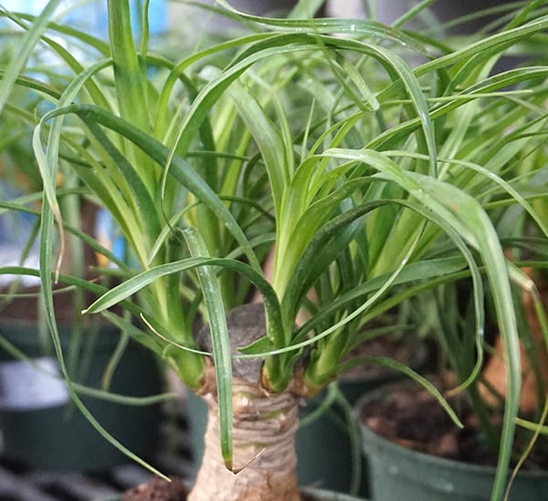 ponytail palm