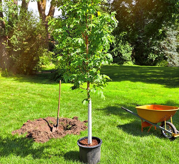 Shade Tree Pick & Plant Package