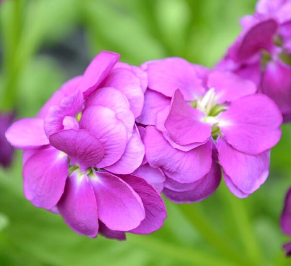 Stock Purple blooms