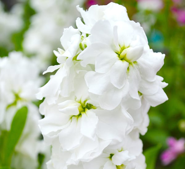 Stock White blooms