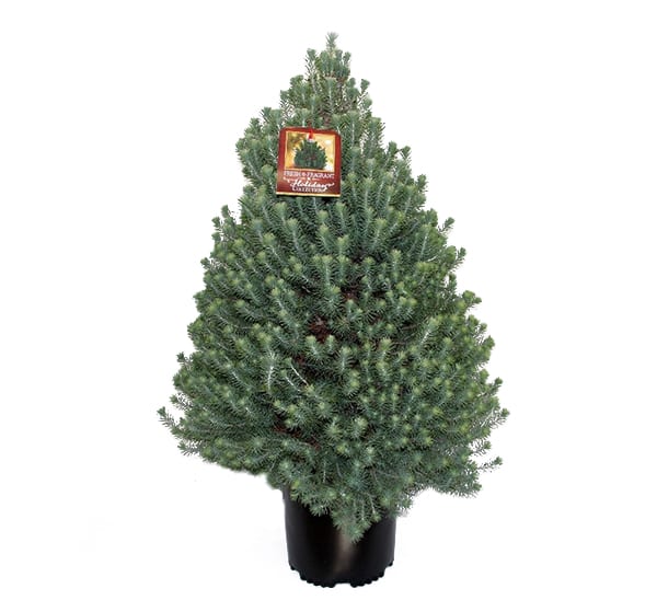 Italian Stone Pine Tree for Tables and Holiday decor 5 gallon