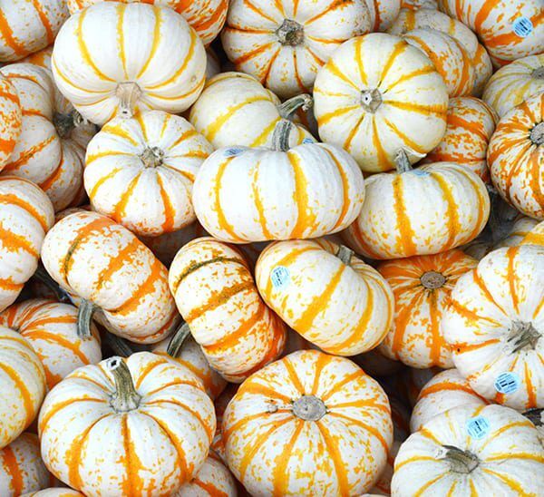 Baby Tiger Striped Pumpkin