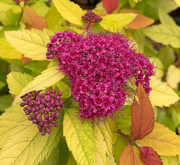 Double Play® Candy Corn® Spirea Bloom