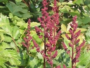 visions in red chinese astilbe