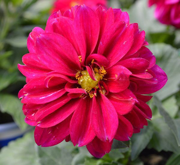 Dahlia