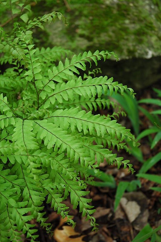 northern maidenhair fern