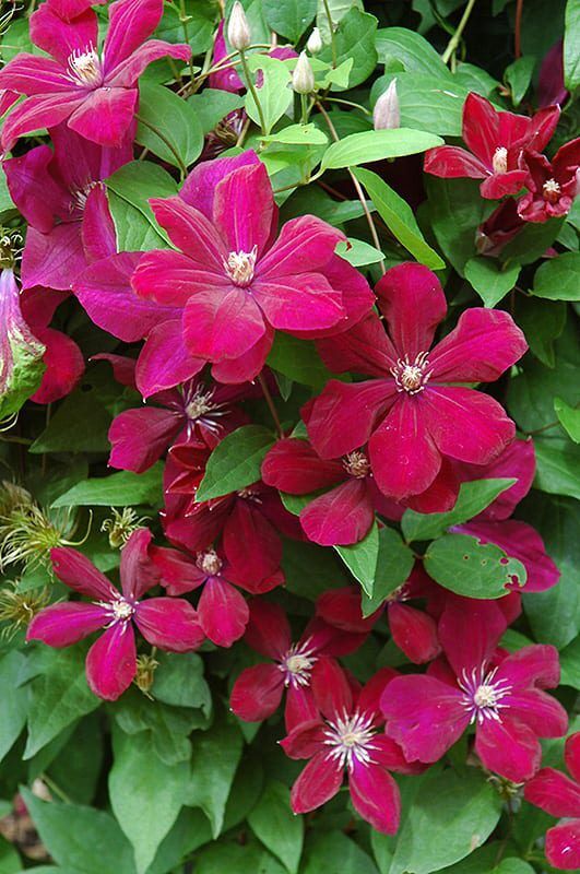 rouge cardinal clematis