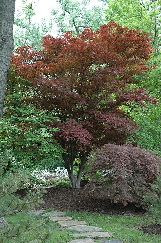 osmio beni japanese maple