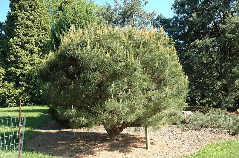 compact Japanese umbrella pine