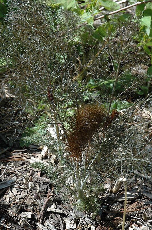 bronze fennel