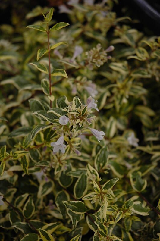 twist of lime glossy abelia