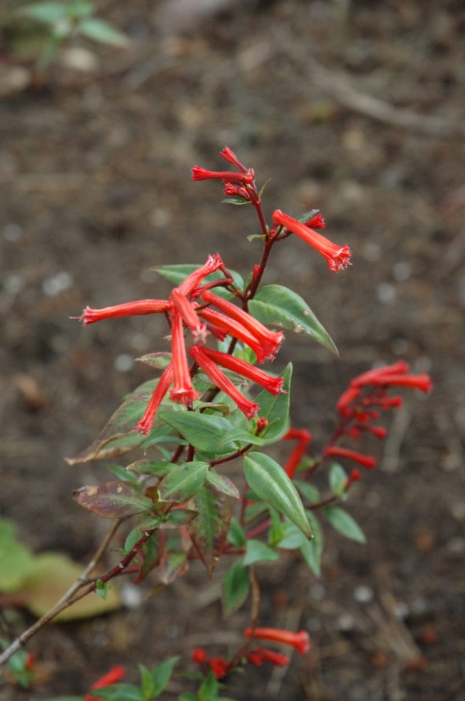 Cigar Flower