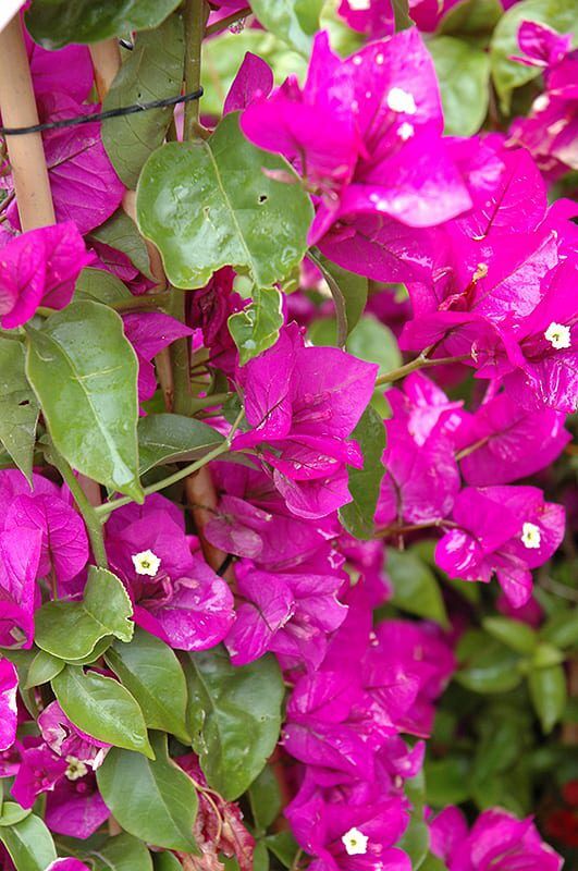 purple queen bougainvillea