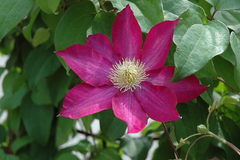 pink champagne clematis