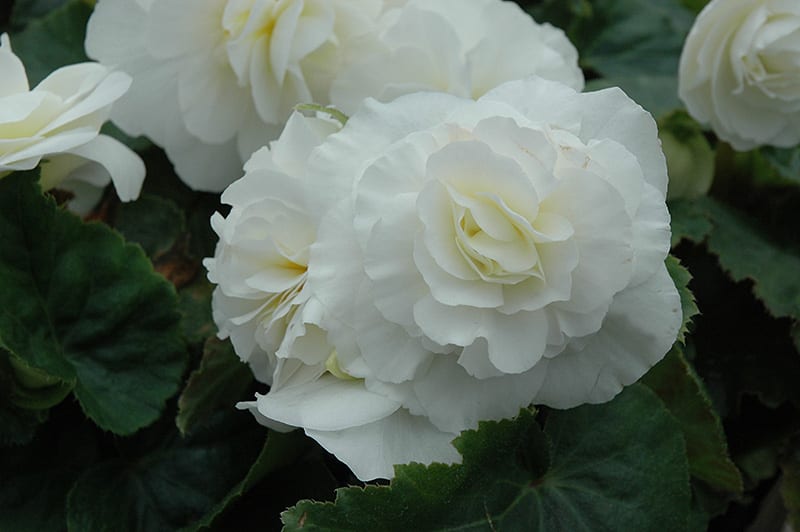 nonstop white begonia